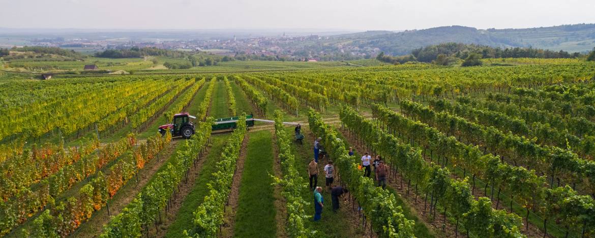 header-weingueter.jpg