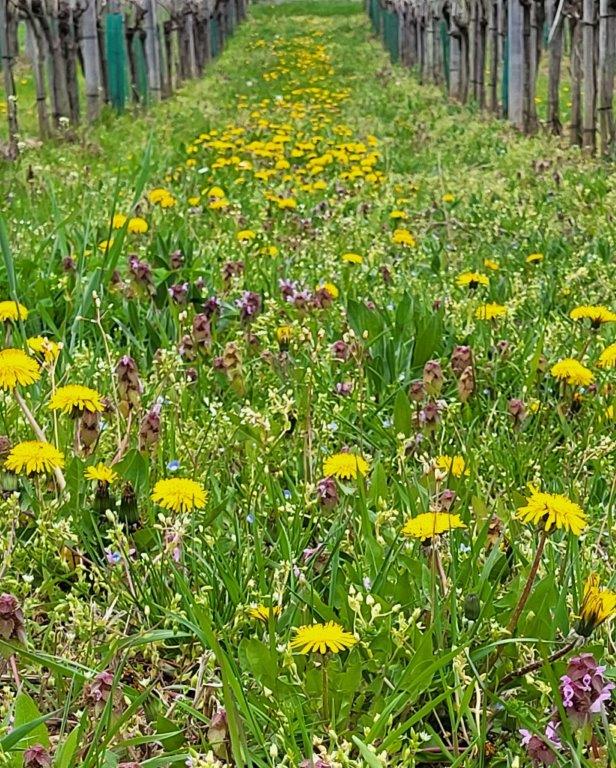 Blumen2.jpg